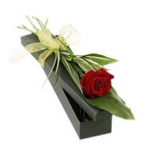Single Red Rose in a Gift Box